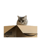 はこねこ(ロイさん)（個別スタンプ：4）
