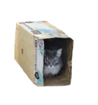 はこねこ(ロイさん)（個別スタンプ：5）