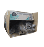 はこねこ(ロイさん)（個別スタンプ：6）