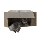 はこねこ(ロイさん)（個別スタンプ：9）