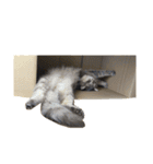 はこねこ(ロイさん)（個別スタンプ：10）