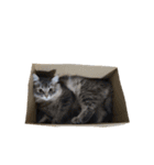 はこねこ(ロイさん)（個別スタンプ：11）