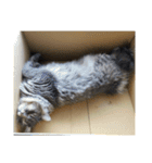 はこねこ(ロイさん)（個別スタンプ：12）