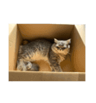 はこねこ(ロイさん)（個別スタンプ：13）