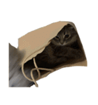 はこねこ(ロイさん)（個別スタンプ：15）
