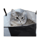 はこねこ(ロイさん)（個別スタンプ：17）