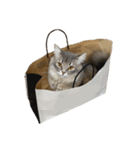 はこねこ(ロイさん)（個別スタンプ：18）