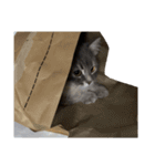 はこねこ(ロイさん)（個別スタンプ：19）