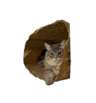 はこねこ(ロイさん)（個別スタンプ：20）