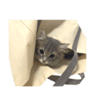 はこねこ(ロイさん)（個別スタンプ：22）