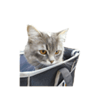 はこねこ(ロイさん)（個別スタンプ：23）