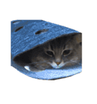はこねこ(ロイさん)（個別スタンプ：24）