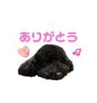 黒トイプーのいる生活（個別スタンプ：2）
