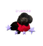 黒トイプーのいる生活（個別スタンプ：3）