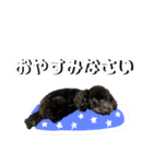 黒トイプーのいる生活（個別スタンプ：6）