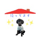 黒トイプーのいる生活（個別スタンプ：10）