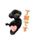 黒トイプーのいる生活（個別スタンプ：14）