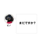 黒トイプーのいる生活（個別スタンプ：20）