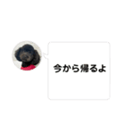 黒トイプーのいる生活（個別スタンプ：22）
