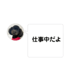 黒トイプーのいる生活（個別スタンプ：23）