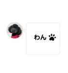 黒トイプーのいる生活（個別スタンプ：24）