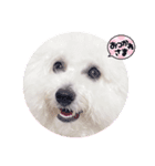 AYAKO familyの愛犬シロたん（個別スタンプ：1）