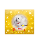 AYAKO familyの愛犬シロたん（個別スタンプ：2）