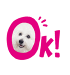 AYAKO familyの愛犬シロたん（個別スタンプ：3）