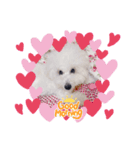 AYAKO familyの愛犬シロたん（個別スタンプ：6）