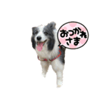 ボーダーコリーめぐちゃん（個別スタンプ：7）