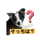 ボーダーコリーめぐちゃん（個別スタンプ：9）