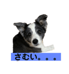 ボーダーコリーめぐちゃん（個別スタンプ：13）