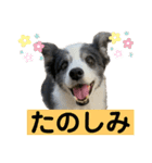 ボーダーコリーめぐちゃん（個別スタンプ：15）