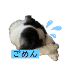 ボーダーコリーめぐちゃん（個別スタンプ：16）
