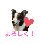 ボーダーコリーめぐちゃん（個別スタンプ：17）