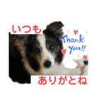 ボーダーコリーめぐちゃん（個別スタンプ：19）
