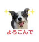 ボーダーコリーめぐちゃん（個別スタンプ：21）