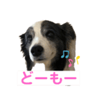 ボーダーコリーめぐちゃん（個別スタンプ：22）