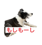 ボーダーコリーめぐちゃん（個別スタンプ：23）