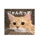 ねこが代わりに（個別スタンプ：1）