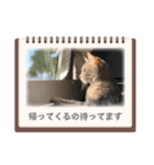 ねこが代わりに（個別スタンプ：3）