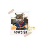 ねこが代わりに（個別スタンプ：4）