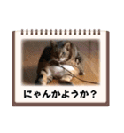 ねこが代わりに（個別スタンプ：6）
