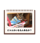 ねこが代わりに（個別スタンプ：9）