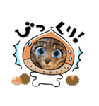 ねこが代わりに（個別スタンプ：11）
