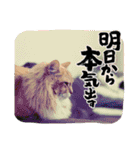 ねこが代わりに（個別スタンプ：12）