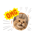 ねこが代わりに（個別スタンプ：13）