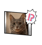 ねこが代わりに（個別スタンプ：14）
