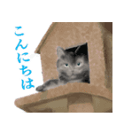 黒猫坊やのクロノさん（個別スタンプ：2）