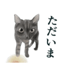 黒猫坊やのクロノさん（個別スタンプ：5）